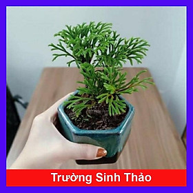 Mua Cây Trường Sinh Thảo - cây cảnh bonsai + tặng phân bón cho cây mau lớn