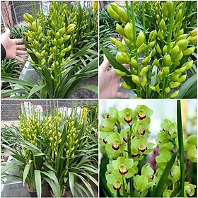 Mua Củ Hoa Địa Lan Santo hoa màu Xanh 1 củ