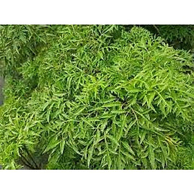 Combo 2 Cây giống Đinh lăng nếp lá nhỏ cây đẹp giống F1