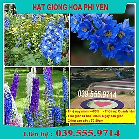 Hạt Giống Hoa Phi Yến Nhiều Màu - Hoa Trồng Chậu