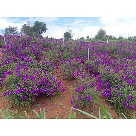 Cây mùa thái sẵn nụ