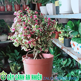 Mua Cành Vàng Lá Ngọc Thân Cổ Thụ Hàng Đẹp