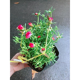 Mua Hoa Mười Giờ
