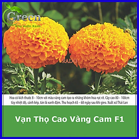 Hạt Giống Vạn Thọ Cao Vàng Cam Lai F1 Thái Lan