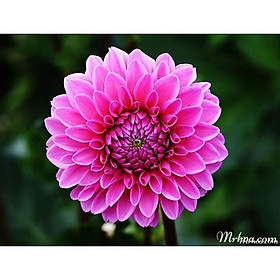 COMBO 2 Củ giống Hoa THƯỢC DƯỢC nhiều màu, hoa to cực đẹp