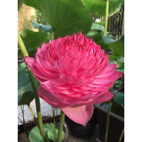Mua Củ sen nghìn cánh (Ảnh thật số 2)