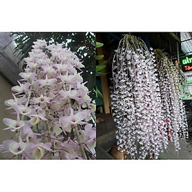 Mua Kei giống lan hạc vỹ