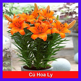 Mua Củ Hoa Ly lùn (Màu Cam) - cây cảnh để bàn