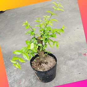 Cây Giống - Cây Mai Chiếu Thủy Nhánh Chiết SAMSON GARDEN