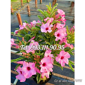 Cây hoa sứ Thái Lan ái hồng - Cây chưa có hoa – Mã số 2091
