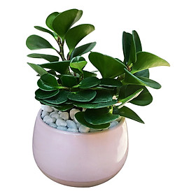 Mua Cây Trường Sinh