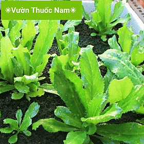 Mua bụi Cây ngò gai cây mùi tàu làm giống trồng làm rau gia vị