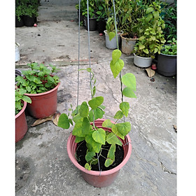 Sương Sâm Lông - Chậu Rau Dược Liệu