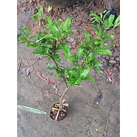 Sản phẩm CÂY GIỐNG LỰU ĐỎ CAO SẢN