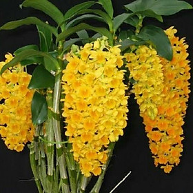 CHẬU LAN KIỀU VÀNG MỠ GÀ ,DÒNG LAN THỦY TIÊN - CHẬU TRỒNG THUẦN SIÊU ĐẸP
