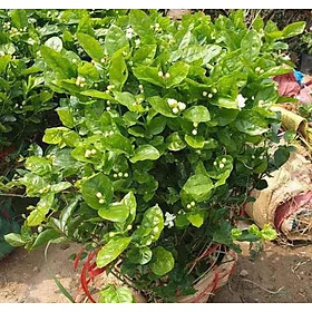 Mua HOA NHÀI TA THƠM