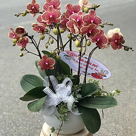 Chậu hoa Lan Hồ Điệp Đà Lạt - Mẫu 47 - Đường kính chậu 25 x cao 55 cm - Mầu Đỏ - Chậu hoa, cây cảnh tặng khai trương, tân gia