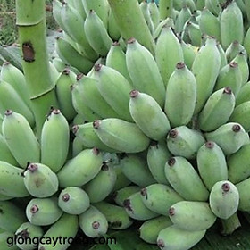 CÂY GIỐNG CHUỐI TÂY LÙN THÁI LAN SIÊU QUẢ-ctltlng