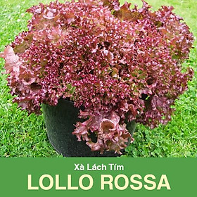 Mua 2 Gram Hạt Giống Xà Lách Lollo Rossa Tím