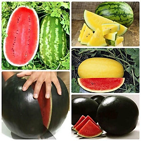 Combo 5 gói hạt giống dưa hấu các loại dễ trồng – gói 10 hạt-tặng 1 phân bón