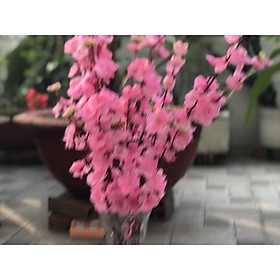 Mua Cây Hoa Mai  đào Trang Trí Tết Cực Đẹp Có đèn led cực đẹp