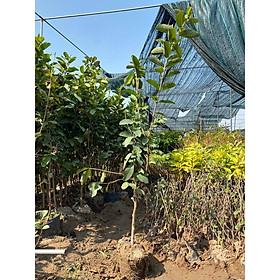 Mua Cây Ổi Ruby ruột đỏ Đài Loan choai cao 1m- 1 2m cho quả ngay khi vào vụ năng suất cao