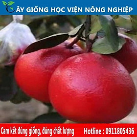 Mua Sản phẩm Cây Ăn Trái cây giống bưởi luận văn   bưởi tiến vua vỏ đỏ ruột đỏ