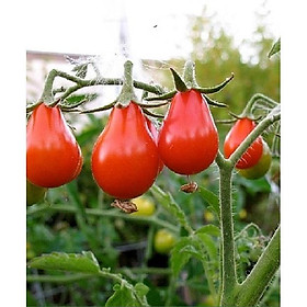 Hạt giống cà chua quả lê đỏ - Gói 30 hạt - Tặng gói kích mầm hạt