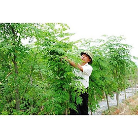 CÂY GIỐNG CHÙM NGÂY