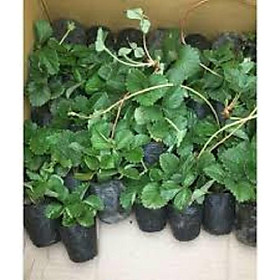 CÂY GIỐNG SẤU CHÙM, SẤU ĂN QỦA SIÊU NGON SIÊU QUẢ DÒNG QUẢ SỚM- CAM KÊT GIỐNG CHUẨN F1