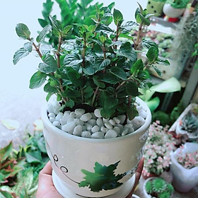 Mua Chậu Bạc Hà Doutblemint