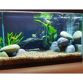 Bể Cá Mini -Hồ Kính Đúc Uốn Cong 2 Góc Kích Thước 30*17*20Cm Kèm Bộ 10 Phụ  Kiện Trang Trí, Đèn Led 3 Màu, Llọc Thác 303H. - Giá Tiki Khuyến Mãi: