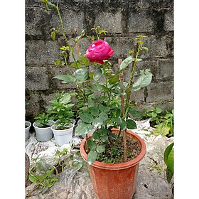 Hồng ngoại Royal