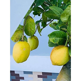 Mua Cây giống chanh vàng mỹ ( thuần chủng F1 - quả vàng - to - thơm từ lá đến quả - 8 tháng có trái )