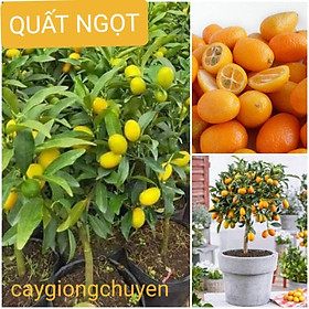Mua CÂY QUẤT NGỌT SẴN HOA VÀ TRÁI ( CÂY THẬT XEM ẢNH SỐ 3)