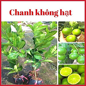 Cây chanh giấy không hạt quả to mùi thơm