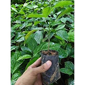 Mua CÂY GIỐNG CÂY HÚNG VỊT ( CÂY CHANH CHÓ  CÂY THÁI GẤU  CÂY HÚNG RỪNG )