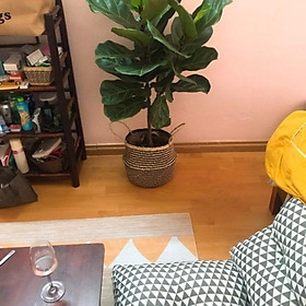 Mua Chậu cói đen trắng size 35 cm