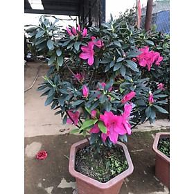 Mua cây đỗ quyên chậu to