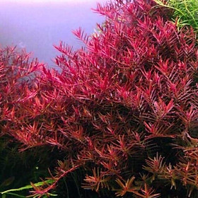 ROTALA SUPER RED - CÂY THỦY SINH SIÊU ĐẸP