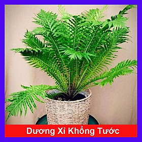 Mua Dương Xỉ Khổng Tước - Cây cảnh mini để bàn