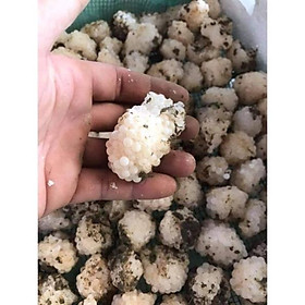 Mua Trứng ốc bươu đen Giống miền bắc 10 Trứng ốc Nhồi tặng 3 ổ ( ốc bưu đen)