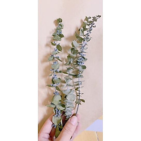Mua Combo 3 cành lá bạc/khuynh diệp khô tự nhiên ️ lá khô decor️ (dài ~ 12-16cm)