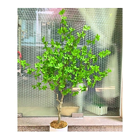 Mua Cây thạch nam giả - thân nhựa - cao 140cm - Cây giả  hoa lụa Decor trang trí nhà cửa