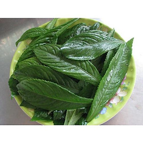 Mua Hạt giống cây xương sông CT360 - Gói 20 hạt