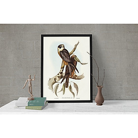 Tranh Canvas  Động vật Chim Ưng  cao cấp. , Khung hợp nhôm chống ẩm, bền, đẹp, nhiều kích thước. Phù hợp nhiều không gian sang trọng