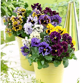 Mua 50hạt hoa pansy kép nhiều màu