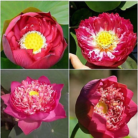 Hạt giống sen bách diệp hoa màu đỏ,hạt giống chất lượng cao - Gói 5 hạt