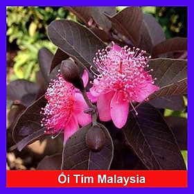 Cây ổi tím Malaysia - cây ăn quả + tặng phân bón cho cây