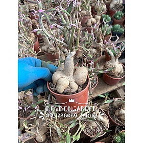 Cây sâm cảnh mũ đục euphorbia size chậu 8cm_hàng sẵn
